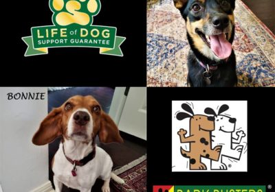 #cattledog #shibainumix #beagle #obediencetraining #doormanners #barkbusters #speakdog #dogtrainingaustin #atx #dogtrainernearme #inhomedogtraining